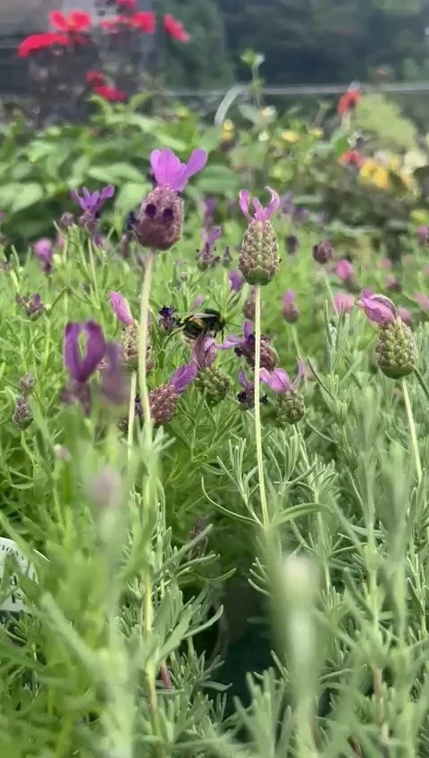 Seasonal floral arrangement by Moo's Flowers in Suffolk and Essex